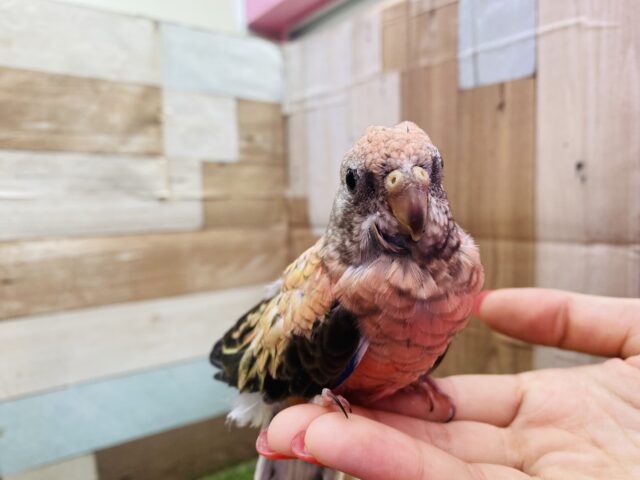 アキクサインコ（秋草インコ）