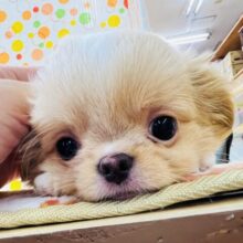 あなたも虜になっちゃうかも！チワワ×狆のmix犬♡