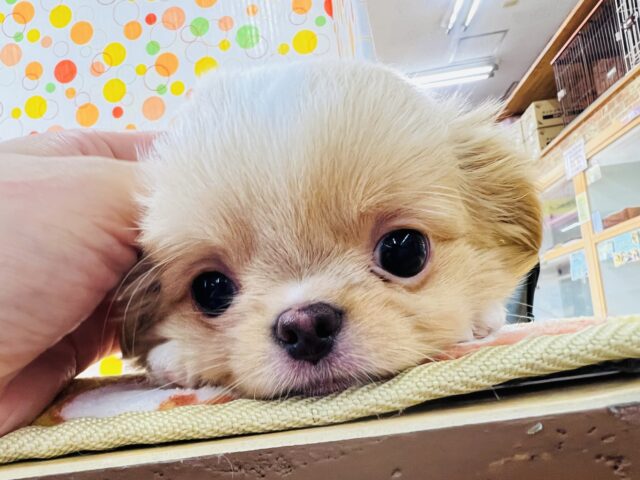 あなたも虜になっちゃうかも！チワワ×狆のmix犬♡