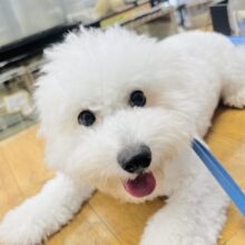 なでなで激カワ動画あります🎥もこふわ💖ビションフリーゼのmix犬がきました！！