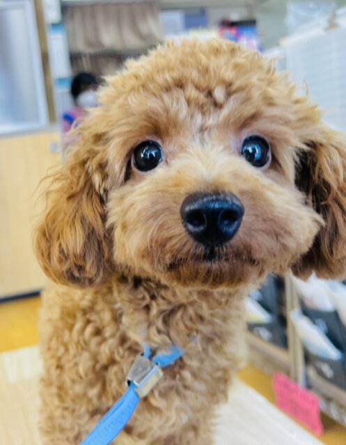 ❤甘えん坊さん❤なトイプードルの男の子