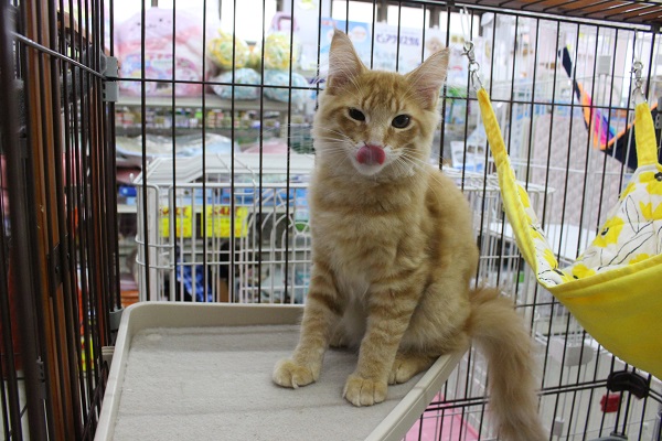 オレンジ🍊カラーのでかでかにゃんこ王子🐱✨メインクーン・男の子！