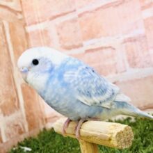 美しい青空カラー・・・　セキセイインコ