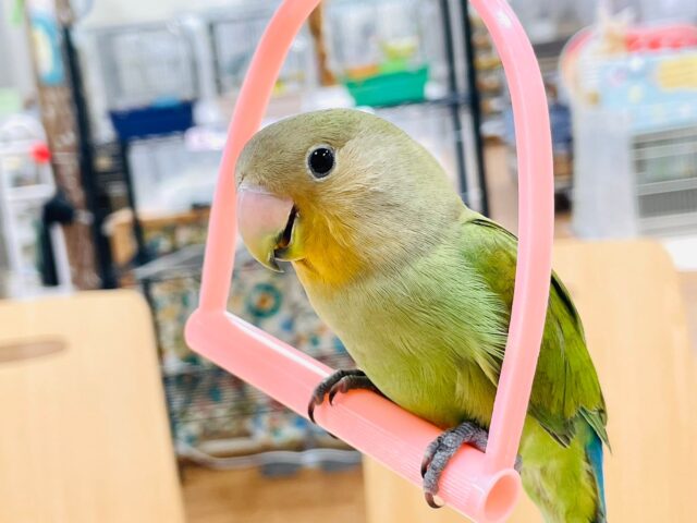 コザクラインコ（小桜インコ）