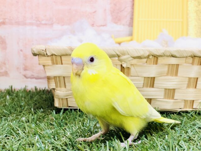 元気あふれる黄色い閃光☆　セキセイインコ