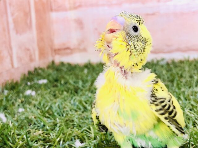 セキセイインコ