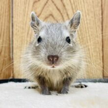 ちょこんとした姿にメロメロ💕デグー（ブルー）男の子