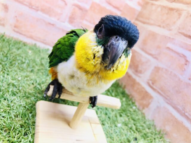 甘ったれワクワクちゃん♪♪　ズグロシロハラインコ