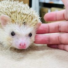 可愛さ満点🦔💓ハリネズミ（シニコット）男の子