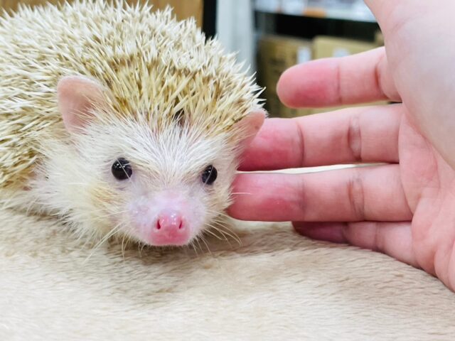 可愛さ満点🦔💓ハリネズミ（シニコット）男の子