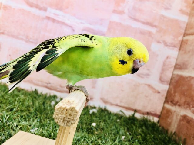 セキセイインコ