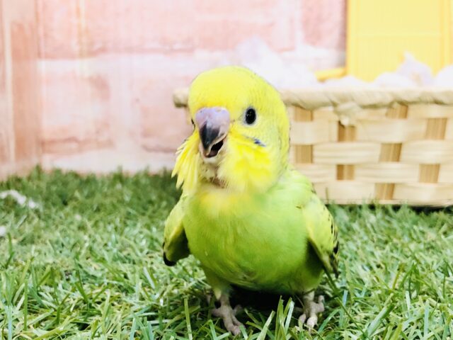 セキセイインコ