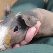 最新画像！　ムチムチボディ♡スキニーギニアピッグ（男の子）