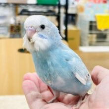 【最新画像更新🪄】猪突猛進！元気いっぱいちゃん💓セキセイインコ（スパングル）ヒナ
