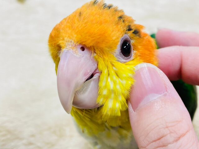 シロハラインコ