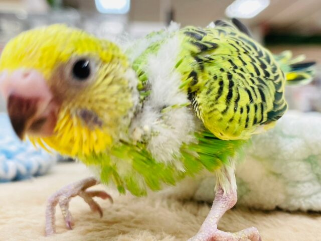 セキセイインコ