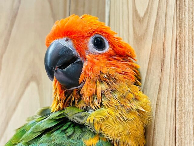 コガネメキシコインコ