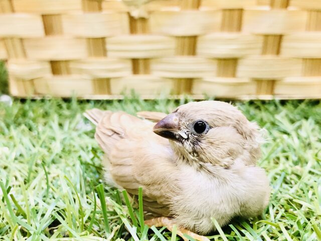 ご、ご飯をくれ～～～🍚　キンカチョウ