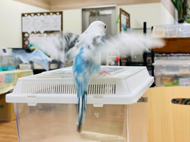 セキセイインコ