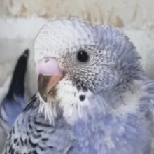 紫系色合いさん～🍇 セキセイインコ(オパーリン)