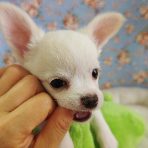 ハーフ犬(ミニチュアダックス×チワワ)男の子♫可愛すぎてキュン♥ チワックス