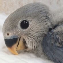 人気も頷けるこの色合い～🫐 コザクラインコ(バイオレット)