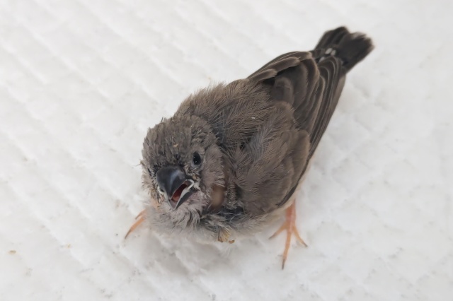 錦花鳥（キンカチョウ）