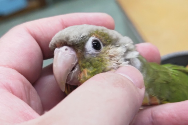 🎆夏休み限定🎆 個性たっぷり～カキカキ大好き🦜 ウロコインコフェアー🎉