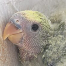 どんな色合いになるかな～🐯 コザクラインコ(タイガーチェリー)