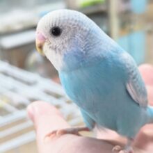 🌟最新画像🌟 これぞまさに青空カラー🩵 セキセイインコ(ブルースパングル)