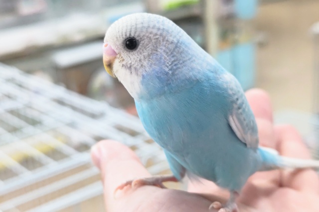 🌟最新画像🌟 これぞまさに青空カラー🩵 セキセイインコ(ブルースパングル)