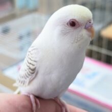 🌟最新画像🌟 クリーミー神秘的な色合い～✨ セキセイインコ(ファロー)