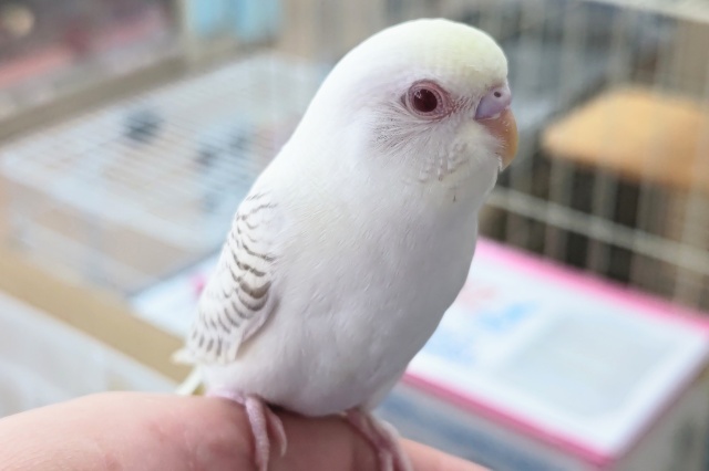 🌟最新画像🌟 クリーミー神秘的な色合い～✨ セキセイインコ(ファロー)