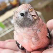 🌟最新画像🌟 ピンクと黒のツンデレさん～🍁 アキクサインコ(