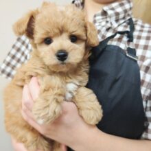 ハーフ犬（チワワ×トイプードル）男の子♫あむあむしちゃうぞ！