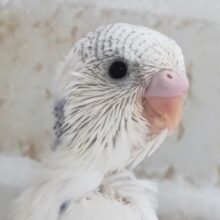 キレイな白が魅力的～🤍 セキセイインコ(色変わり)