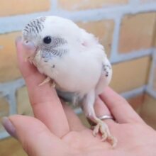 ごましおカラー✨セキセイインコのヒナ(白ハルクイン)入荷しました❤