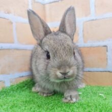 ちびっ子くん🫐ネザーランドドワーフラビットのベビー(チェスナット)入荷しました❤