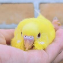 黄色が映える✨セキセイインコのヒナ(ルチノー)入荷しました❤