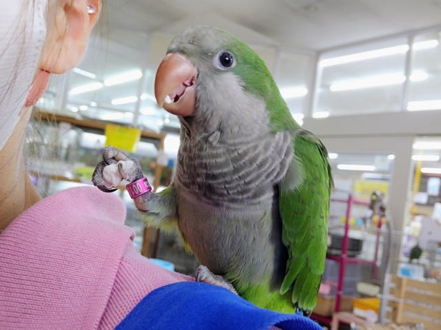 オキナインコ