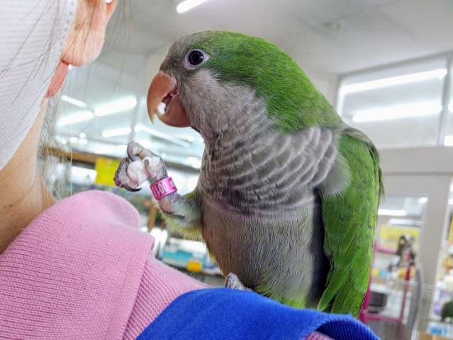 オキナインコ