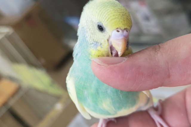 セキセイインコ