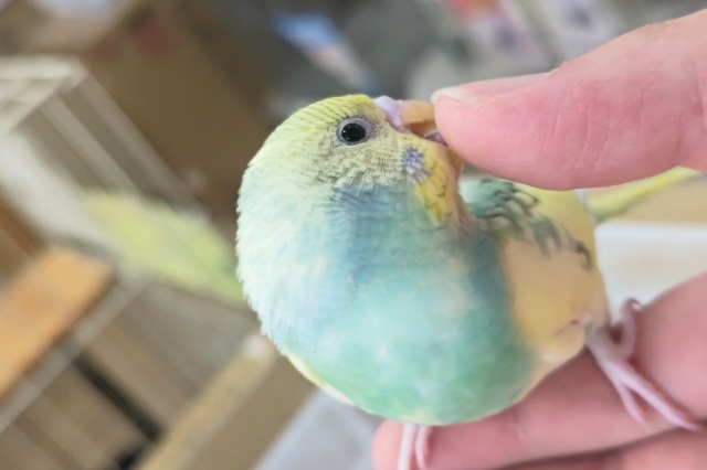 セキセイインコ