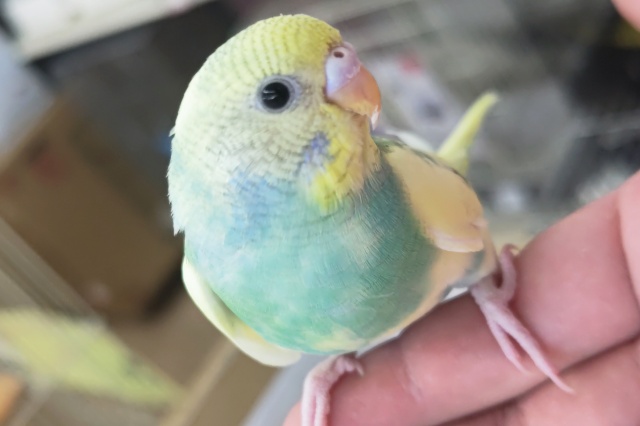 🌟最新画像🌟 好奇心旺盛！遊ぶの大好き～🌈 セキセイインコ(パステルレインボーパイド)