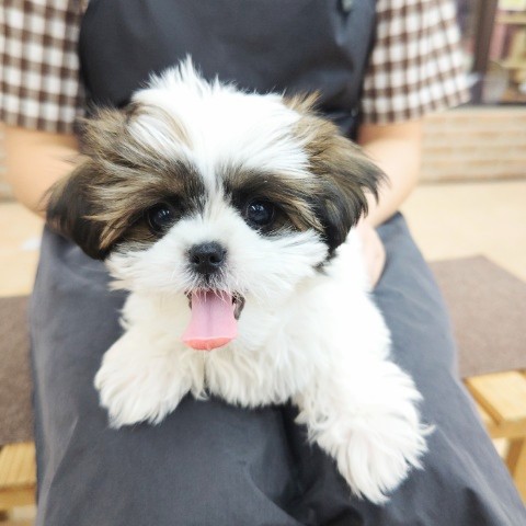 最新画像!ハーフ犬(マルチーズ×シーズー)男の子♫ハイテンションボーイがやって来た! マルシーズ