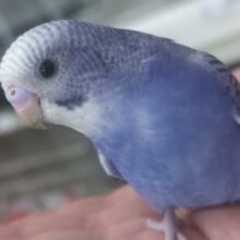 🌟最新画像🌟 定番カラーかわいいの！🫐 セキセイインコ(ブルーオパーリン)