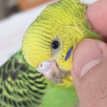 🌟最新画像🌟 ピカっとフレッシュ～🍀 セキセイインコ(オパーリン)