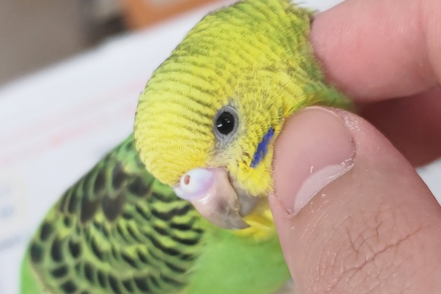 🌟最新画像🌟 ピカっとフレッシュ～🍀 セキセイインコ(オパーリン)