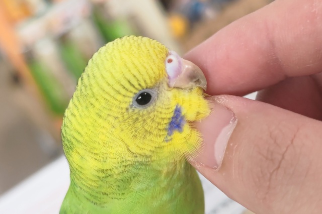 セキセイインコ