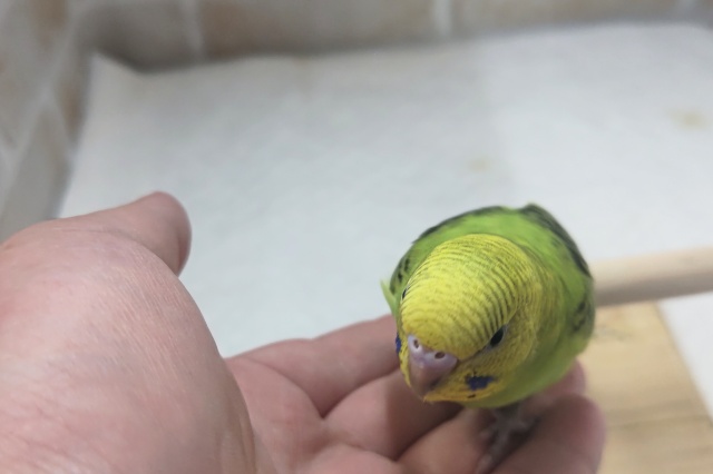 セキセイインコ